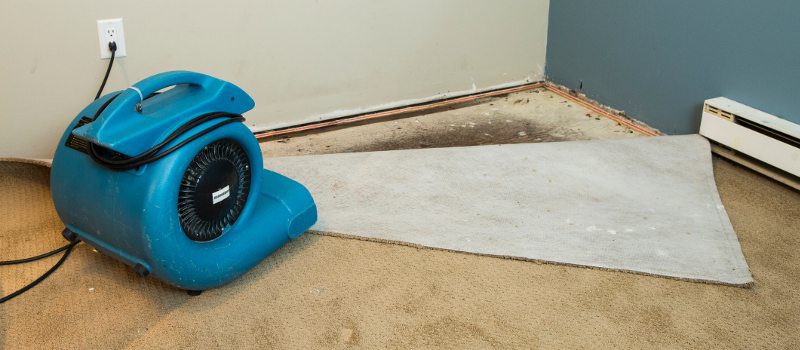 Basement Mold in Lakeland, Florida