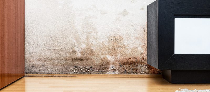 Carpet Mold in Lakeland, Florida