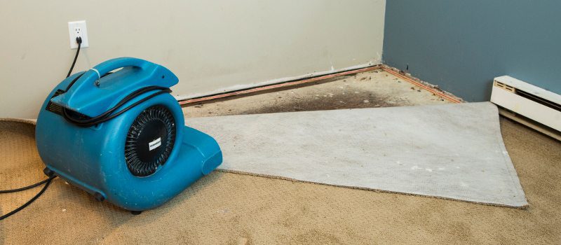 Black Mold Removal in Lakeland, Florida