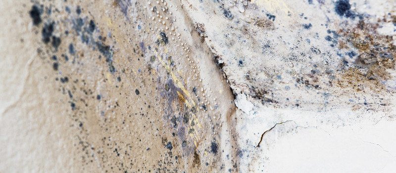 Mold Damage in Lakeland, Florida