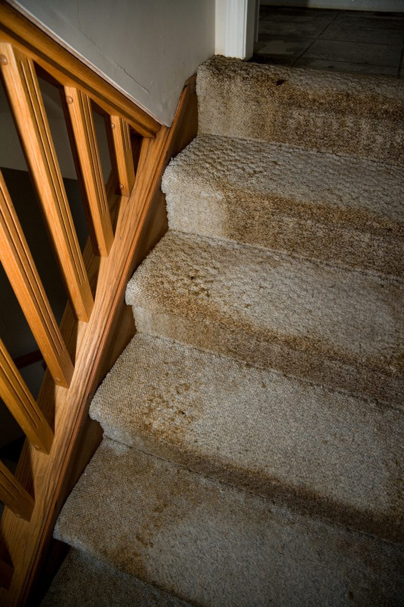 Wet Carpet Cleanup in Tampa, Florida