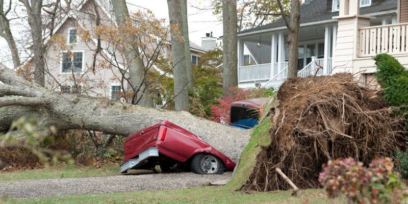 Wind Damage in Brandon, Florida