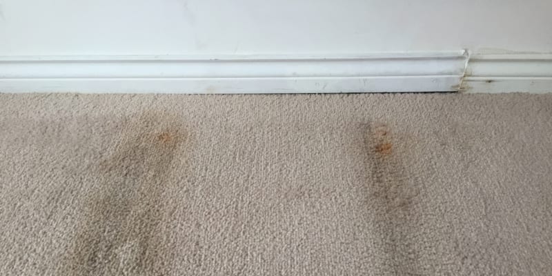 solutions for carpet mold